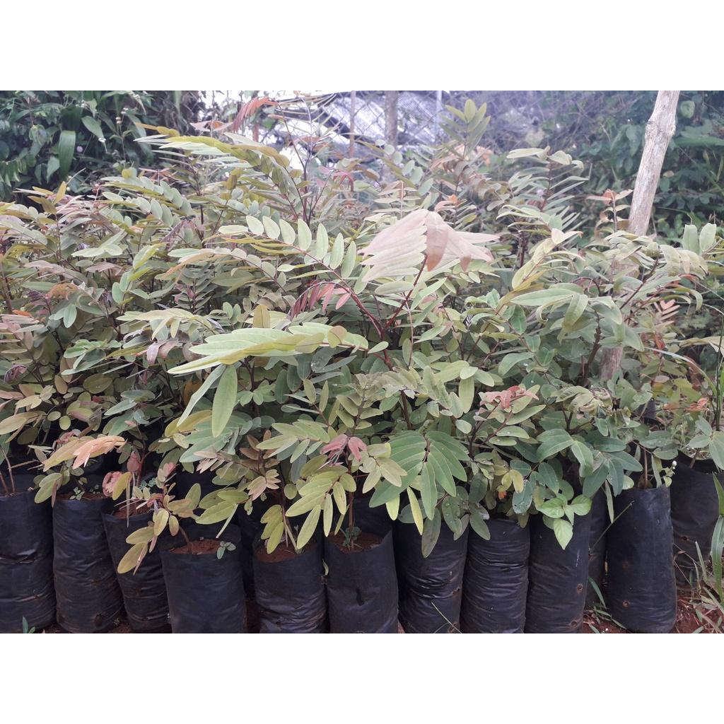 CÂY GIỐNG CÂY MUỒNG ĐEN