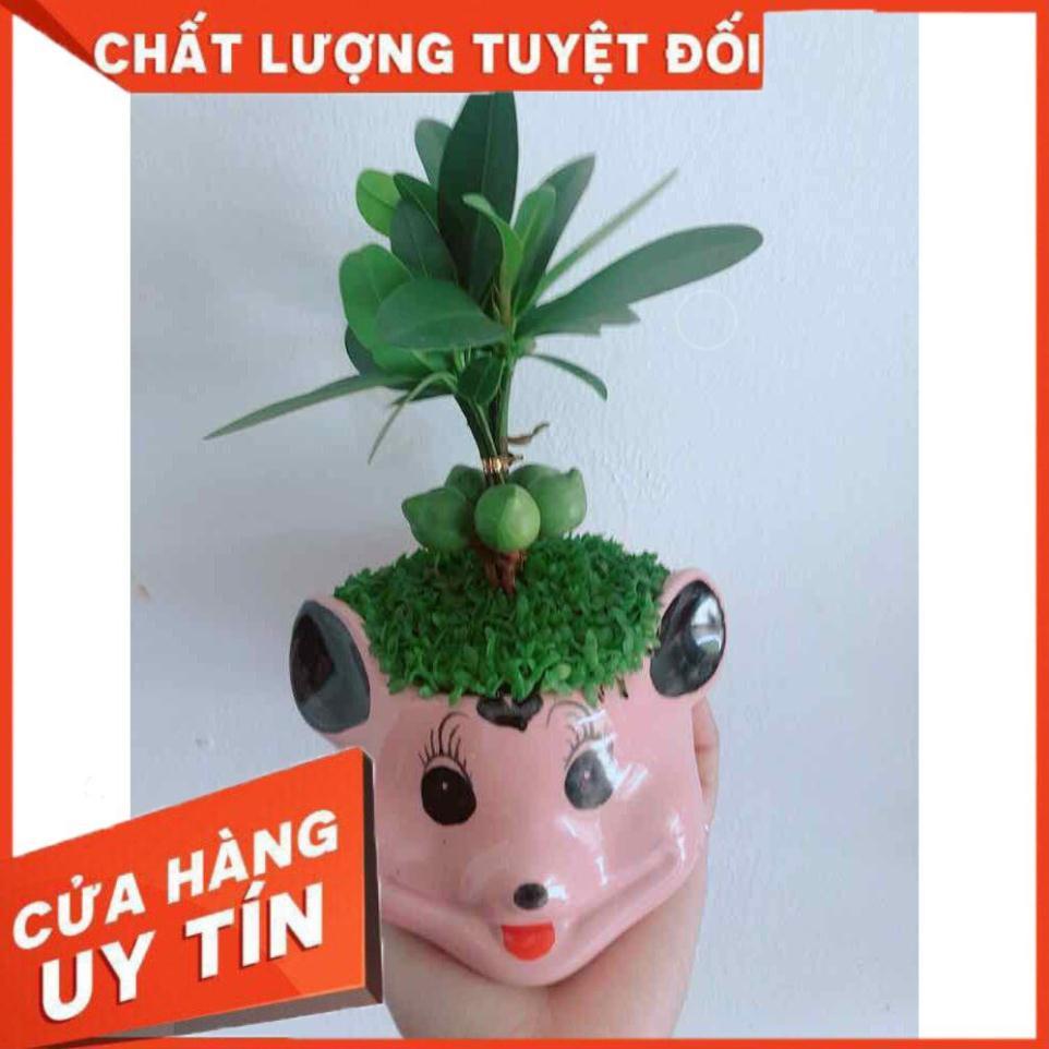 Chậu phát tài  Nhiều Người Mua