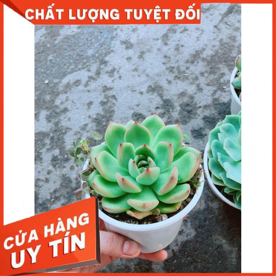 Chậu Sen Đá Viền Đỏ Nhiều Người Mua