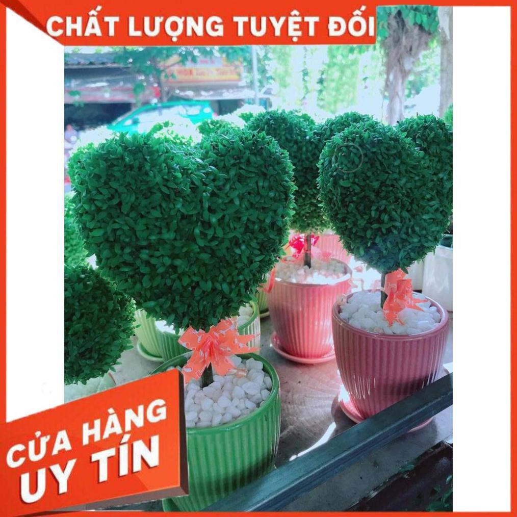 Chậu cây trái tim Nhiều Người Mua