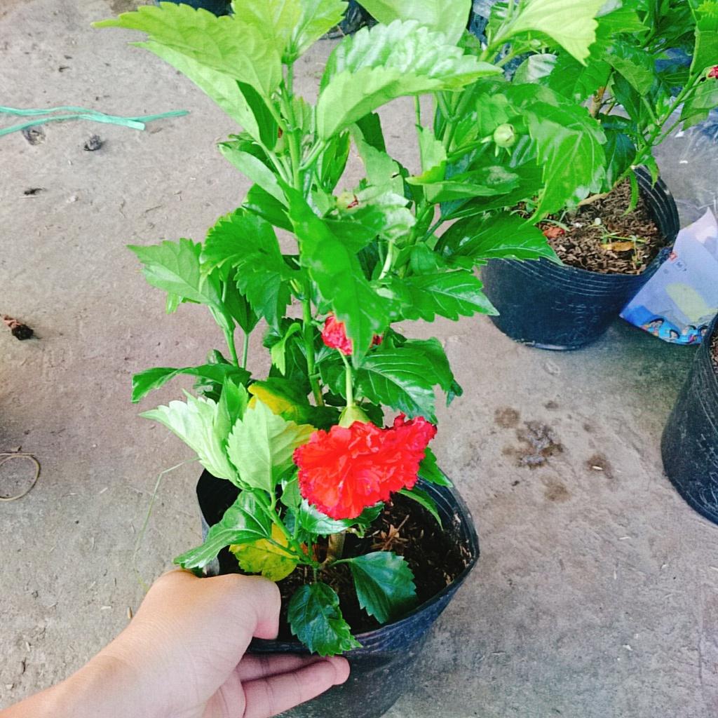 Cây Hoa Dâm Bụt cánh kép  - cây cảnh trong nhà + tặng phân bón cho cây mau lớn