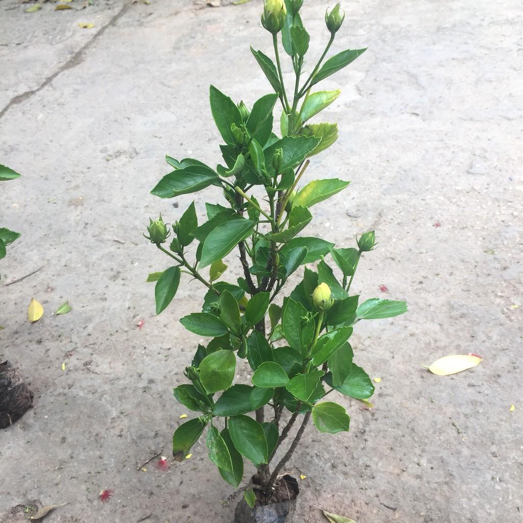 Cây hoa tigon size to, ngọn leo 40cm độ che phủ cực tốt thích nghi đủ loại thời tiết thích hợp làm cây leo giàn