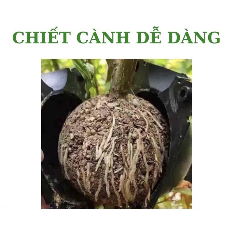 2 Bầu chiết cành sz TO - 12cm, chiết loại cành to 2-3cm-Hàng chất lượng cao