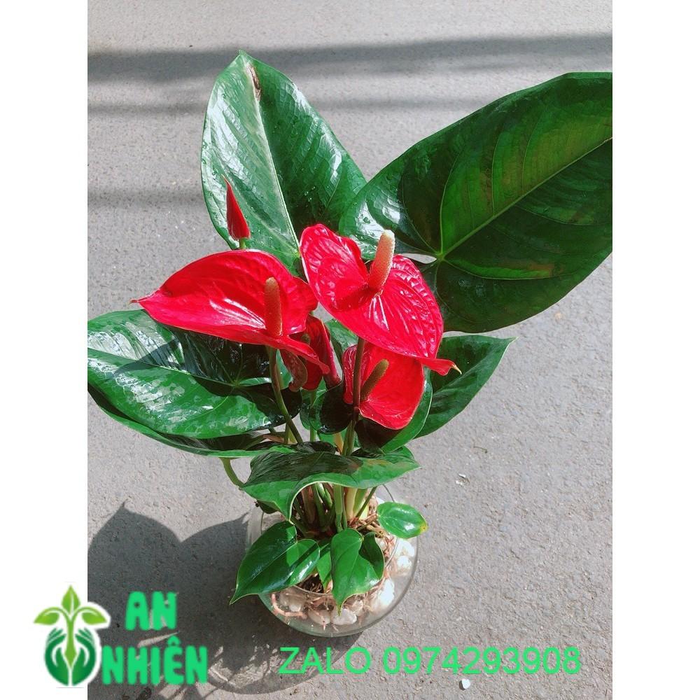 Chậu Cây Hồng Môn Thủy Sinh Size Lớn