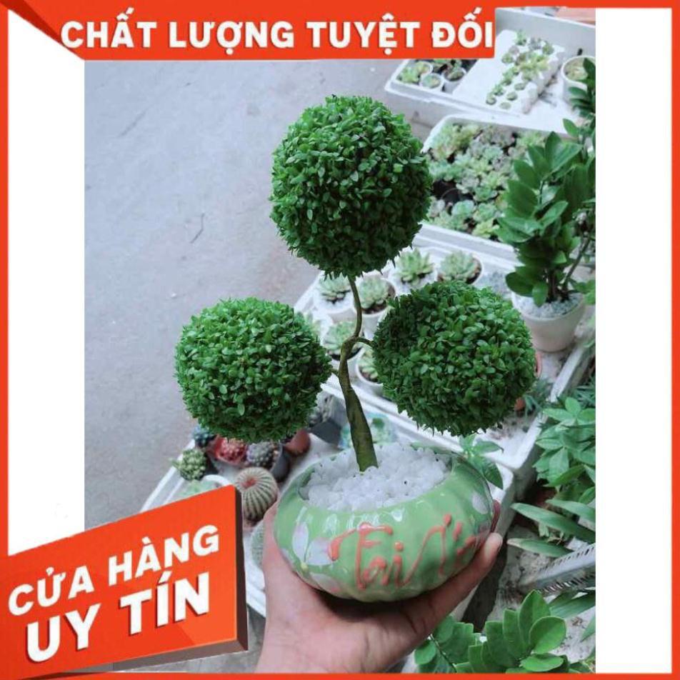 Chậu cây may mắn Nhiều Người Mua
