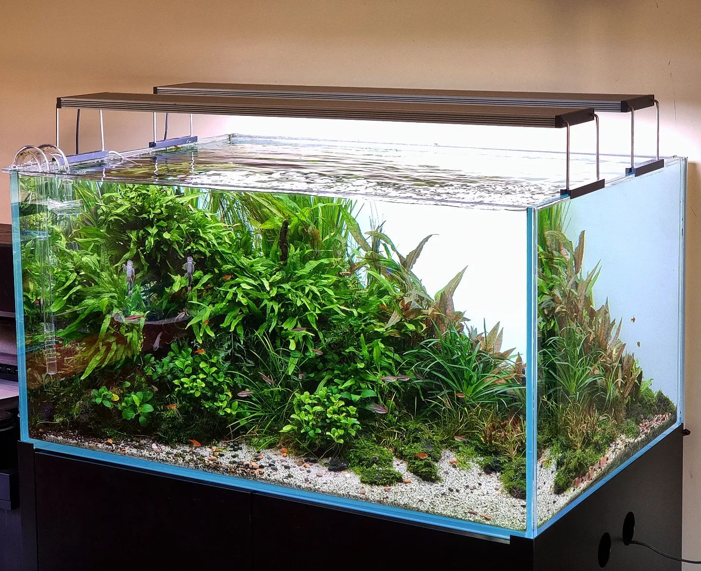 Bể Cá Mini -Hồ Kính Đúc Uốn cong 2 góc Kích thước: 40*23*25cm đầy đủ phụ kiện trang trí.