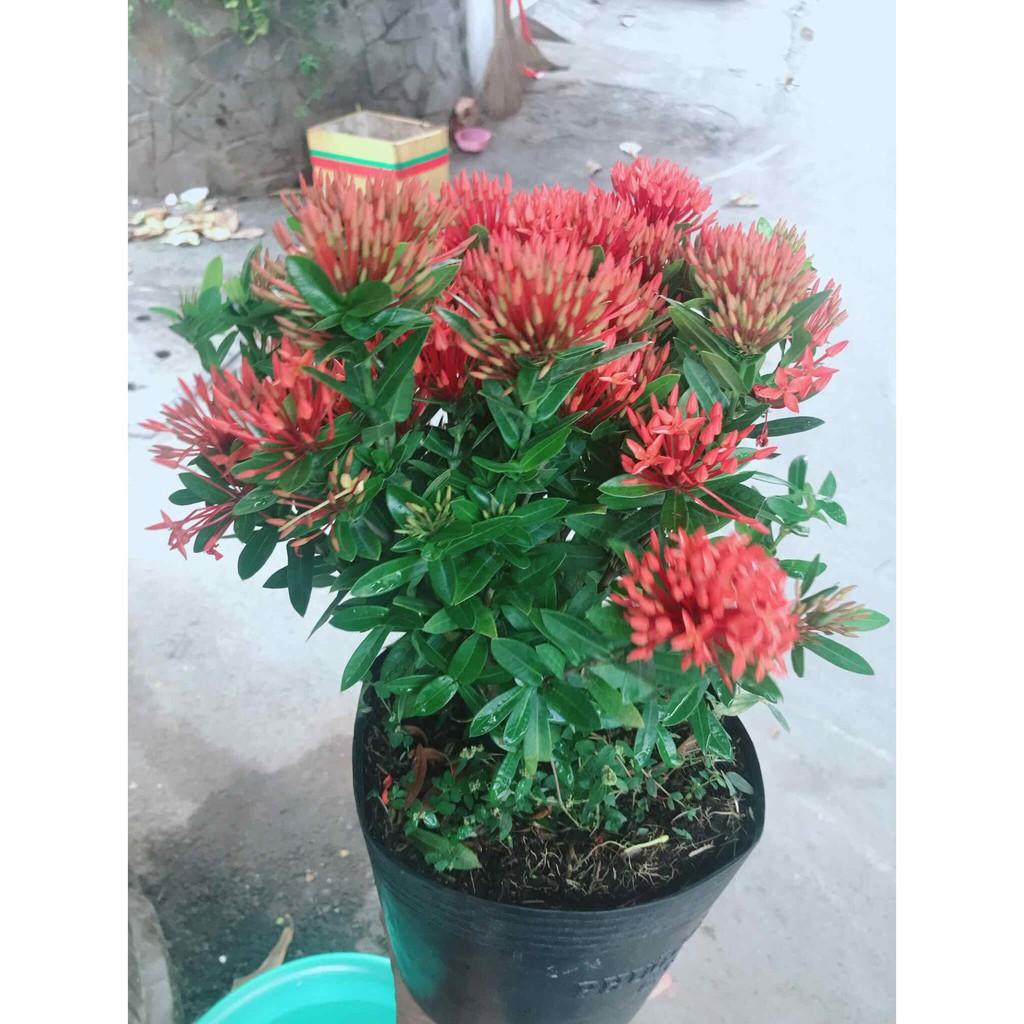 Chậu hoa trang thái Bán Chạy