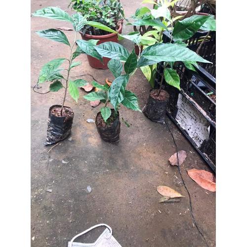 Cây giống nhót ngọt siêu quả