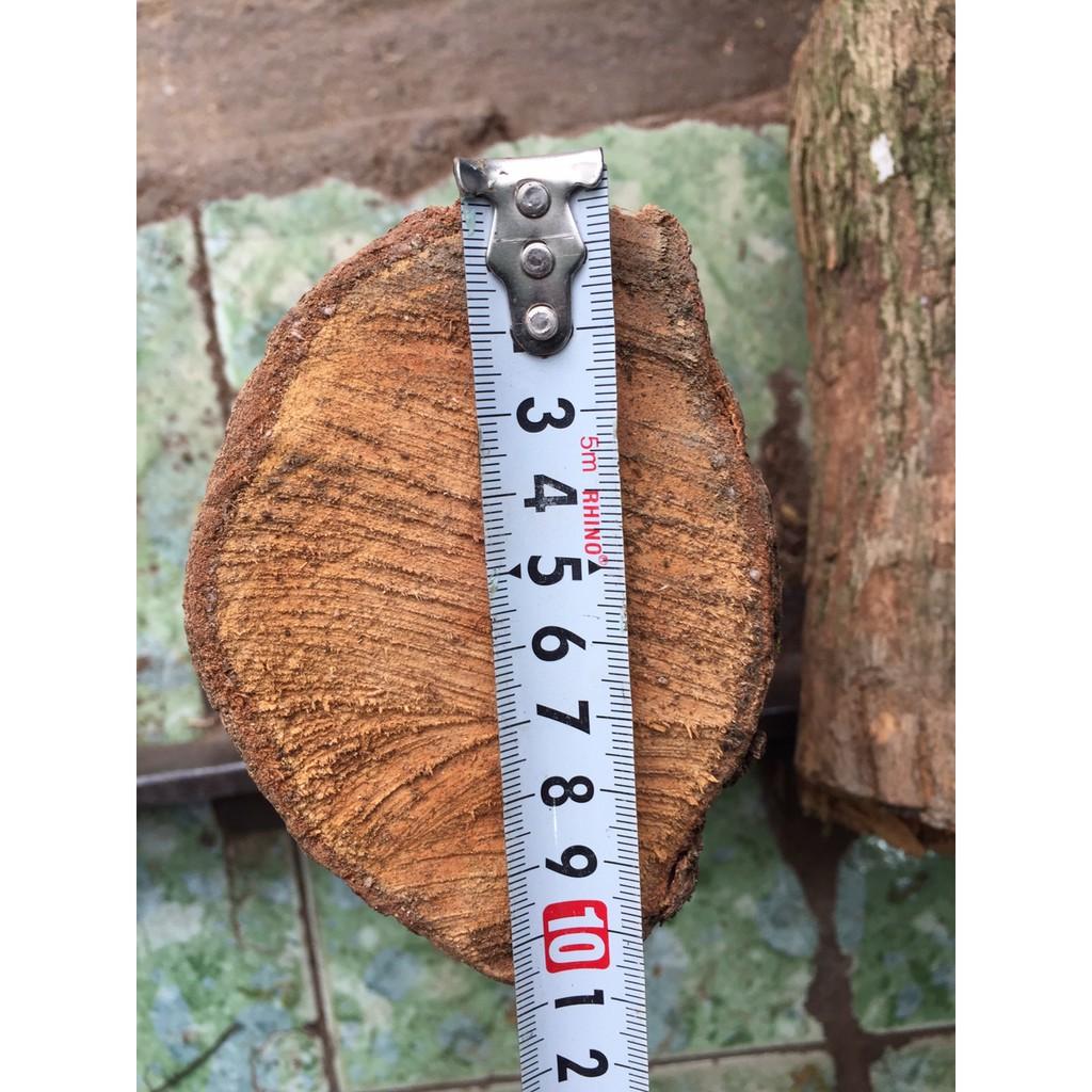 5 khúc gỗ vú sữa ghép lan đường kính 7-8cm dài 20 cm