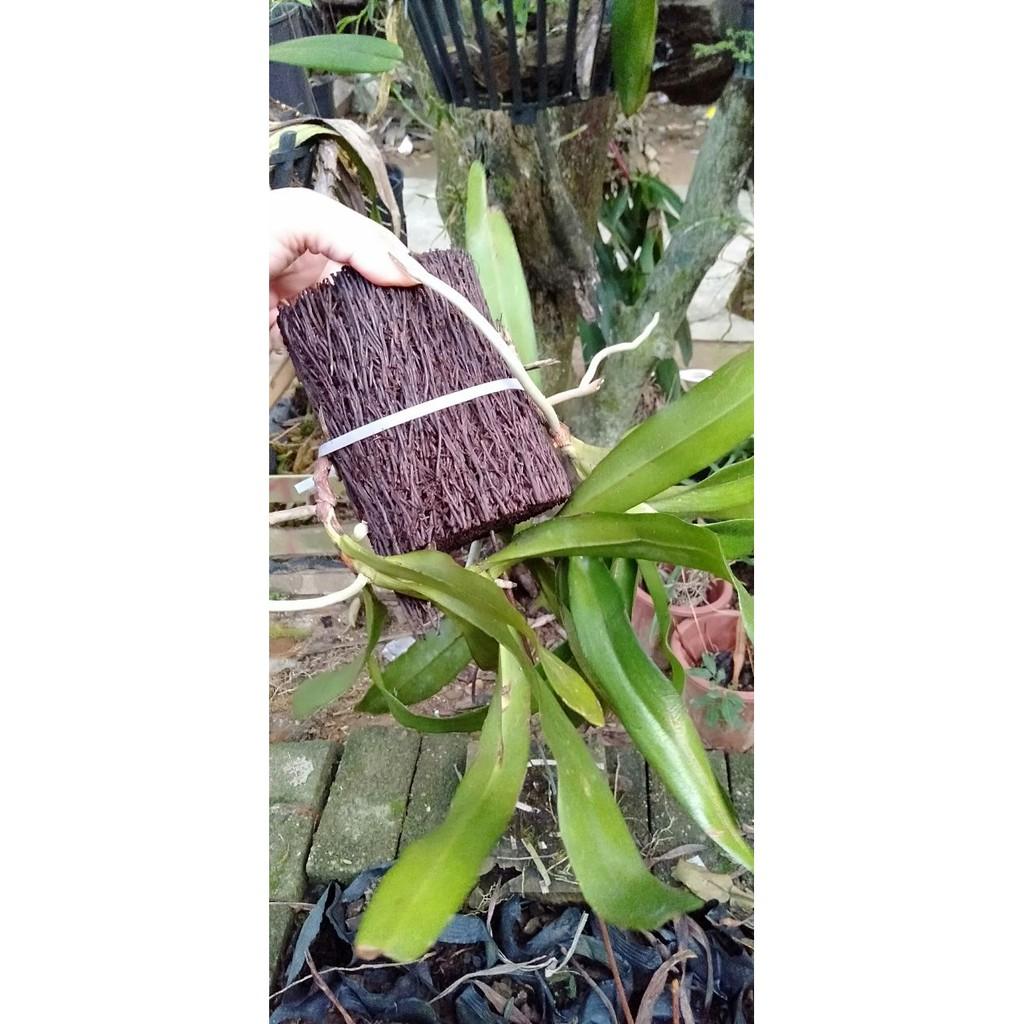 Hoa phong lan tam bảo sắc