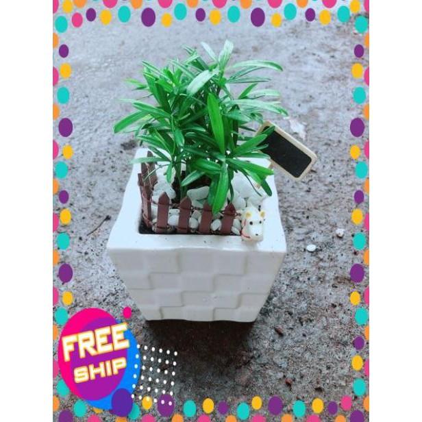 Chậu Tùng Vạn Niên