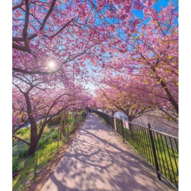 Cây giống HOA ANH ĐÀO