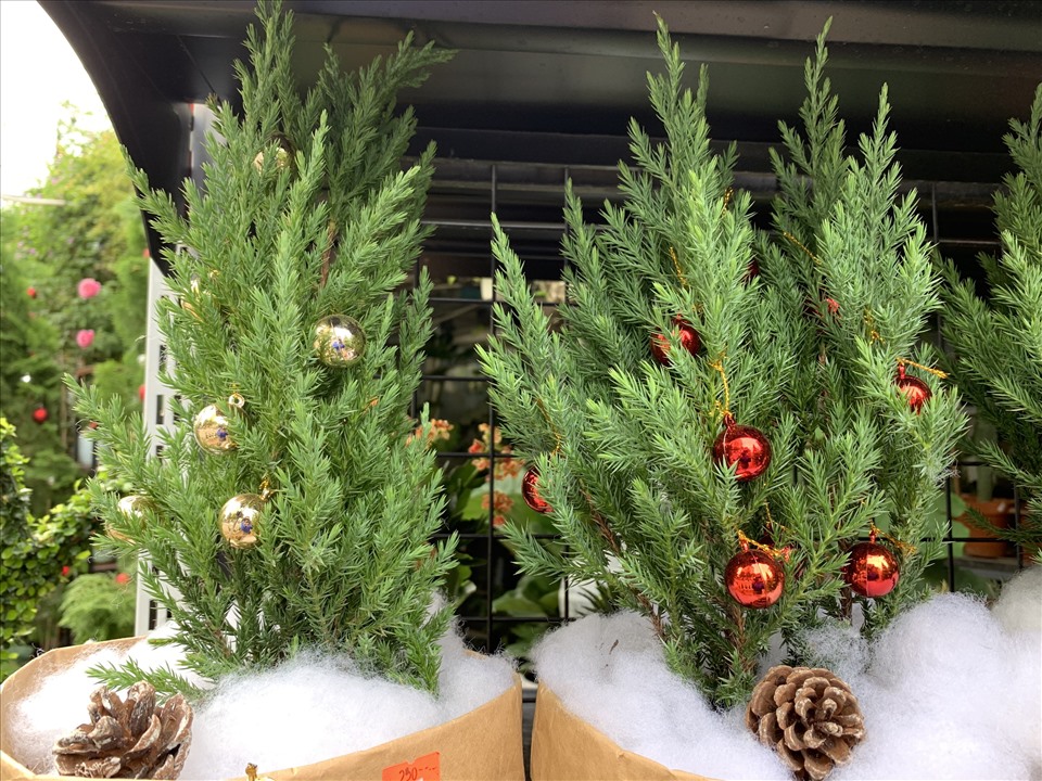 Cây Sơn Tùng, Cây Trang Trí Giáng Sinh, Cây Thông Noel Cao 1m - Cây Thông Thật