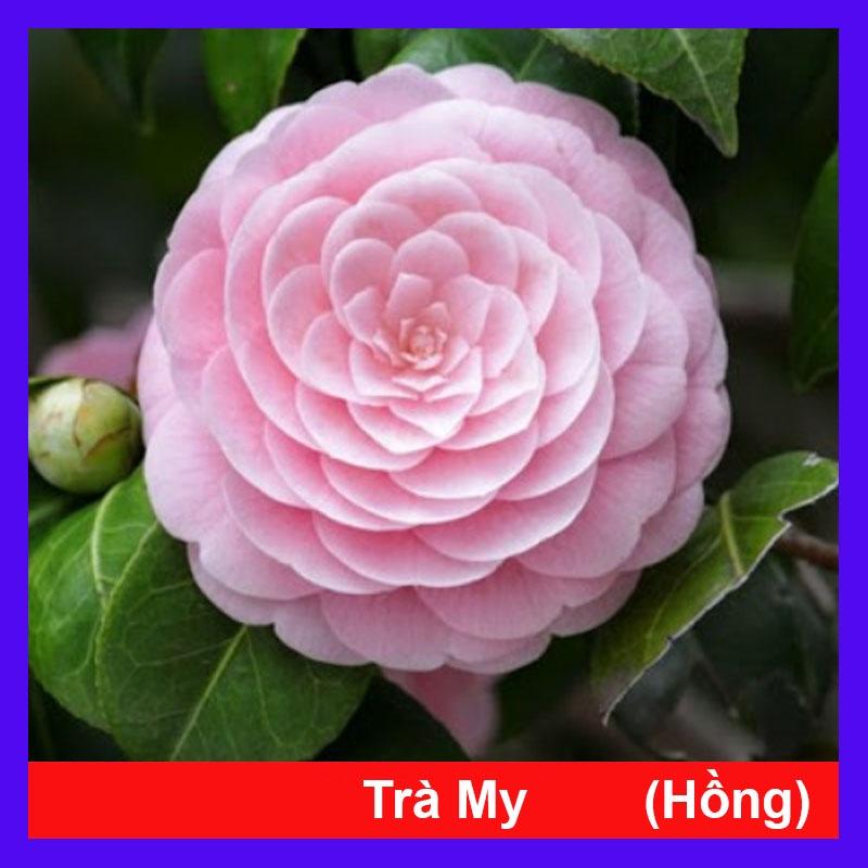 Cây Hoa Trà My (Hồng) ra hoa sau 4-5 tháng + tặng phân bón cho cây mau lớn