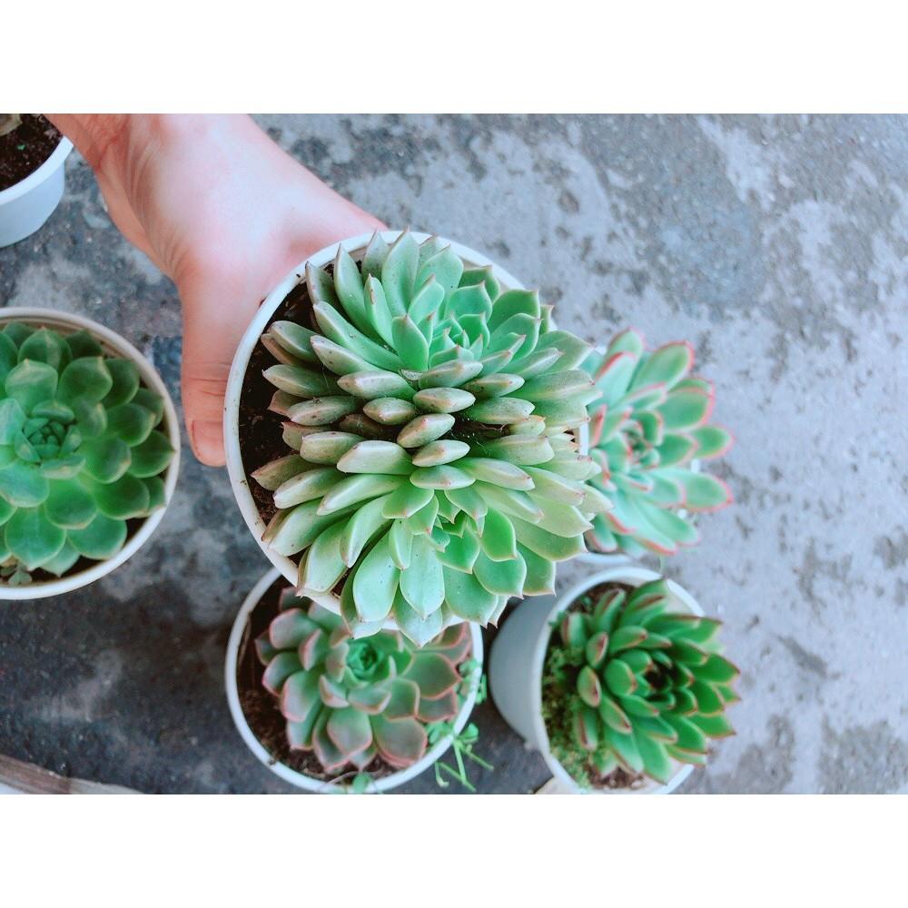 Sen Đá Thược Dược