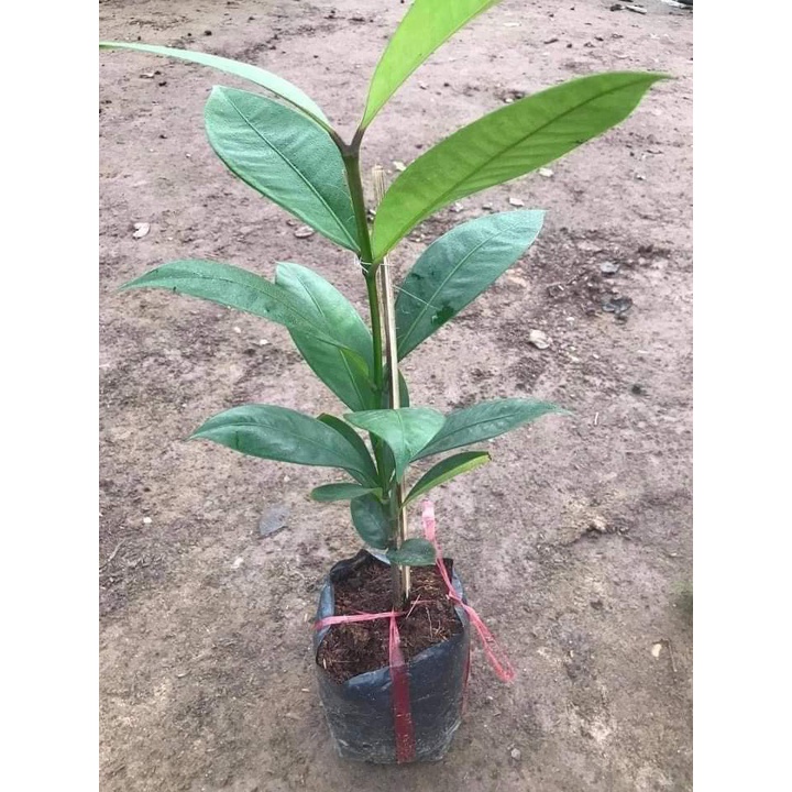 Cây Giống Măng Cụt Cây To Giống Chuẩn