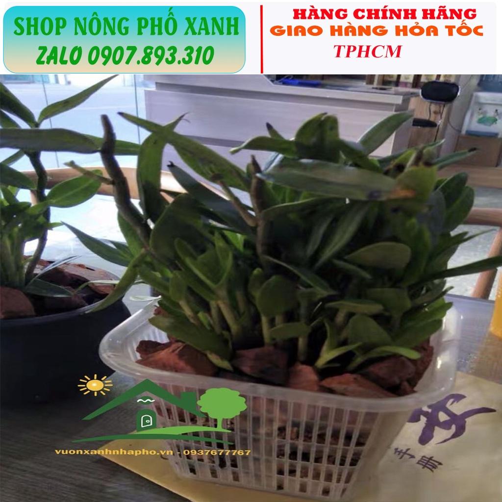 Chậu trồng thủy canh, trồng lan, phôi bonsai thoát nước tốt thông thoáng nhiều size