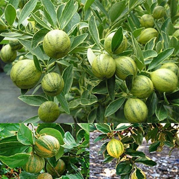 Cây quất cẩm thạch  - cây giống lớn