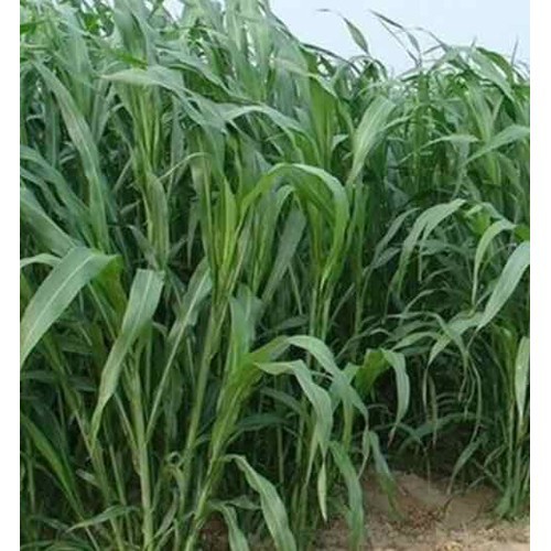 Hạt Giống Cỏ chăn nuôi SUDAN Lai - Gói 100gram