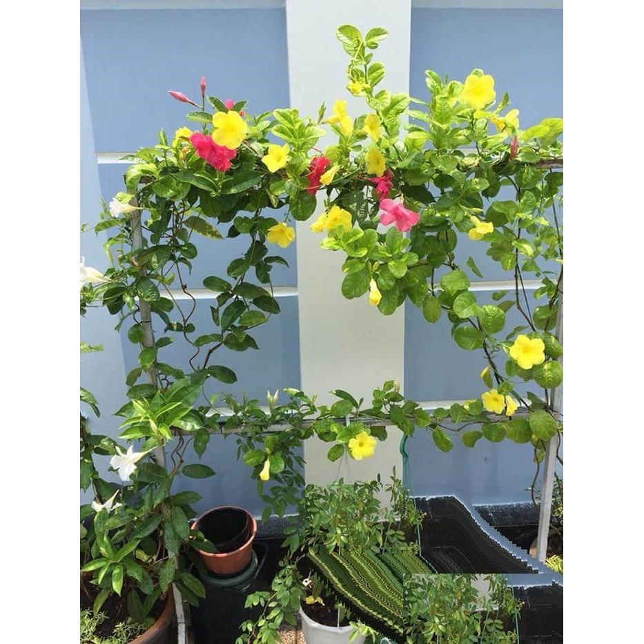 Cây hoa HỒNG ANH leo CÁNH KÉP hoa ĐỎ MÀU MẬN CHÍN siêu đẹp