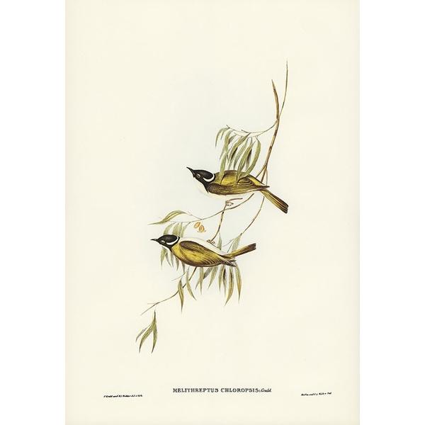 Tranh canvas vintage - Chim ăn mật sông Swan (Melithreptus chloropsis) - BVT-7