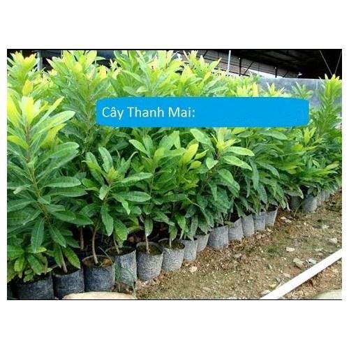 CÂY GIỐNG HOA THANH MAI