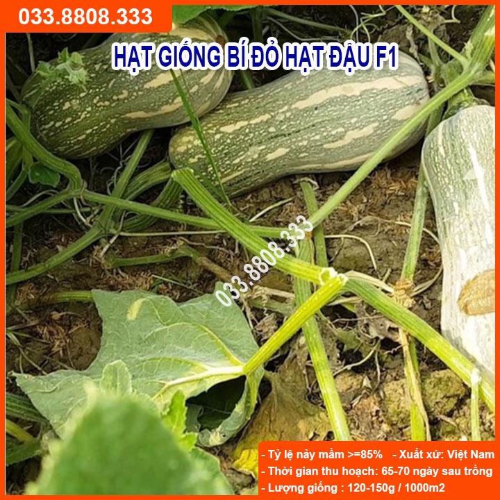 HẠT GIỐNG BÍ HẠT ĐẬU - QUẢ BÍ NGON ĐẸP NĂNG SUẤT CAO