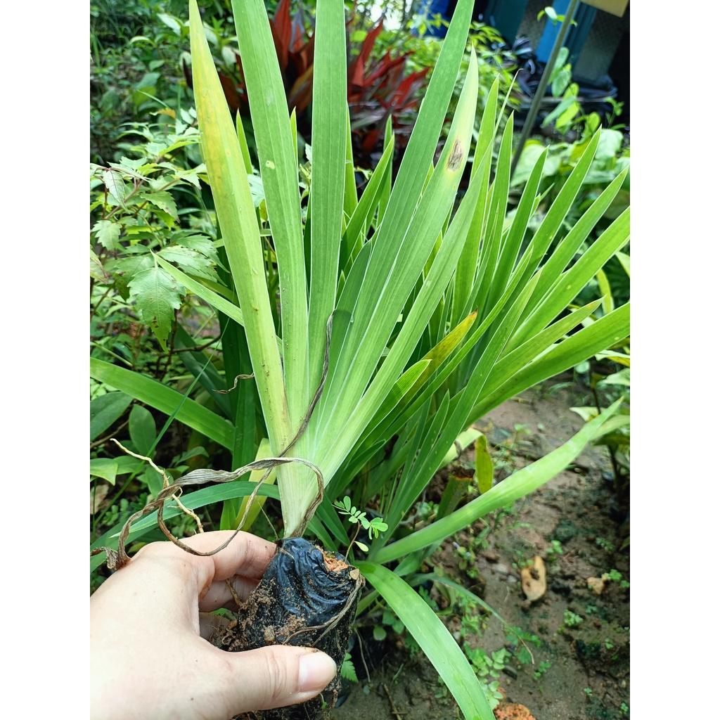 Combo 2 cây giống xạ can
