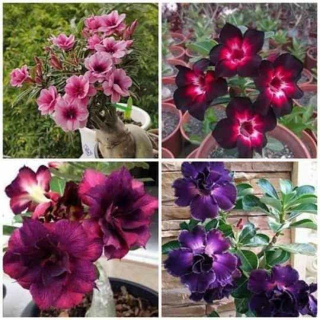 Sứ thái cây giông mix mau
