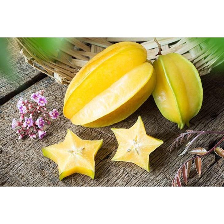 Cây Giống Khế ngọt THÁI LAN - GIỐNG MỚI - NĂNG SUẤT CAO