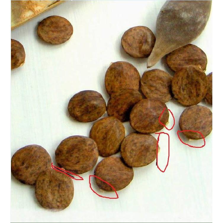 Hạt giống hoa tử đằng mix màu - 5 hạt/gói
