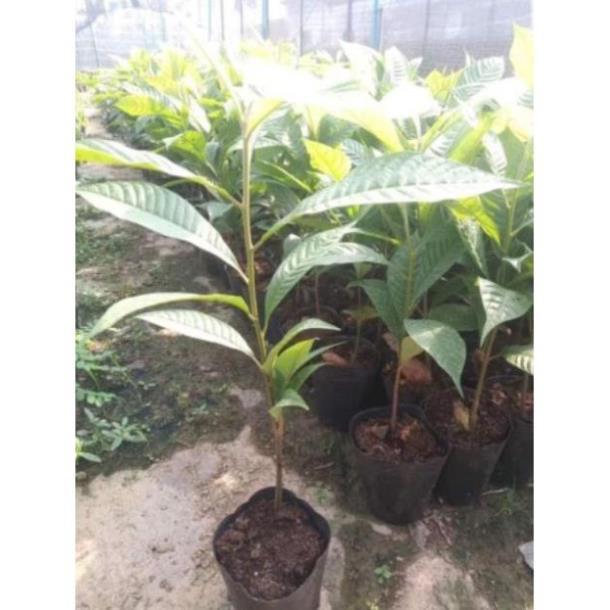 Hồng xiêm ruột đỏ quả siêu to