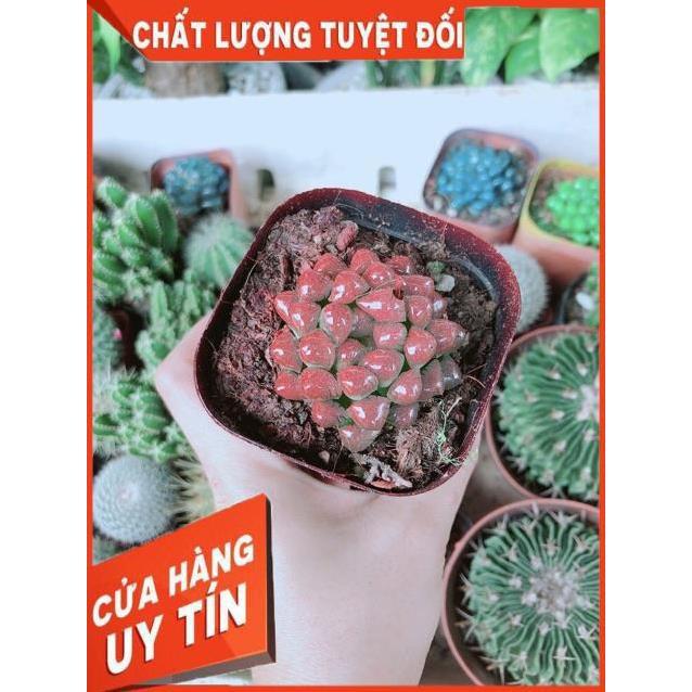 Kim Cương Đỏ