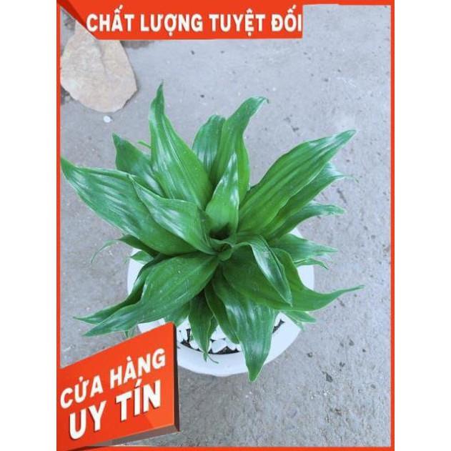 Chậu Phát Tài