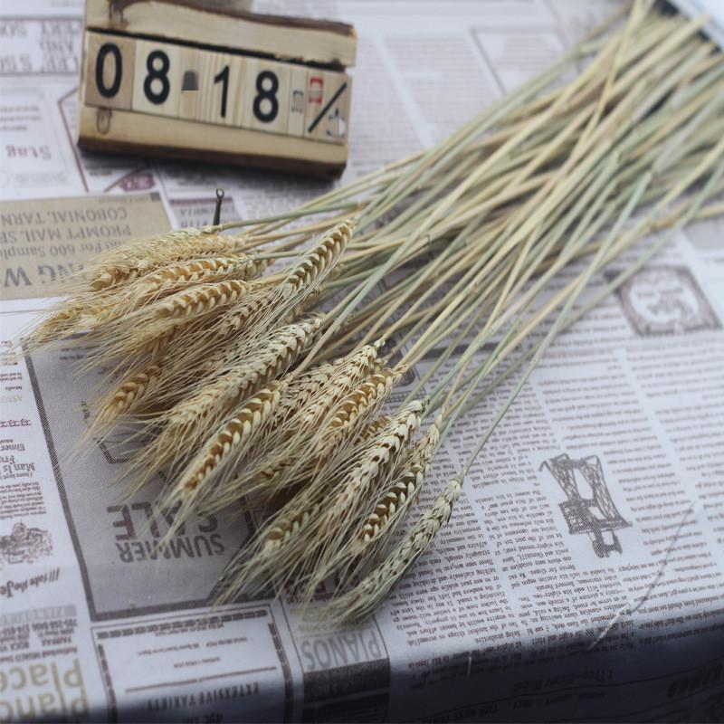 Pampas Cỏ 30 Chiếc Dekoration Hoa Khô Tự Nhiên Sậy Phragmites Chùm Communis Trang Trí Mộc Tặc Đánh Lagurus Ovatus