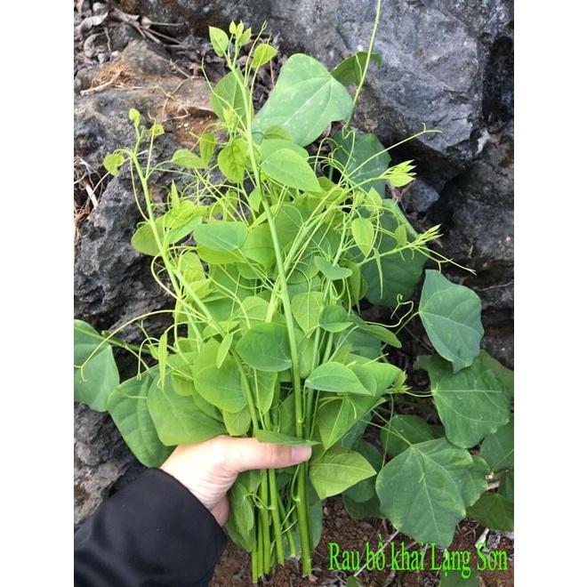 Rau bò khai, rau ngót leo- cây giống