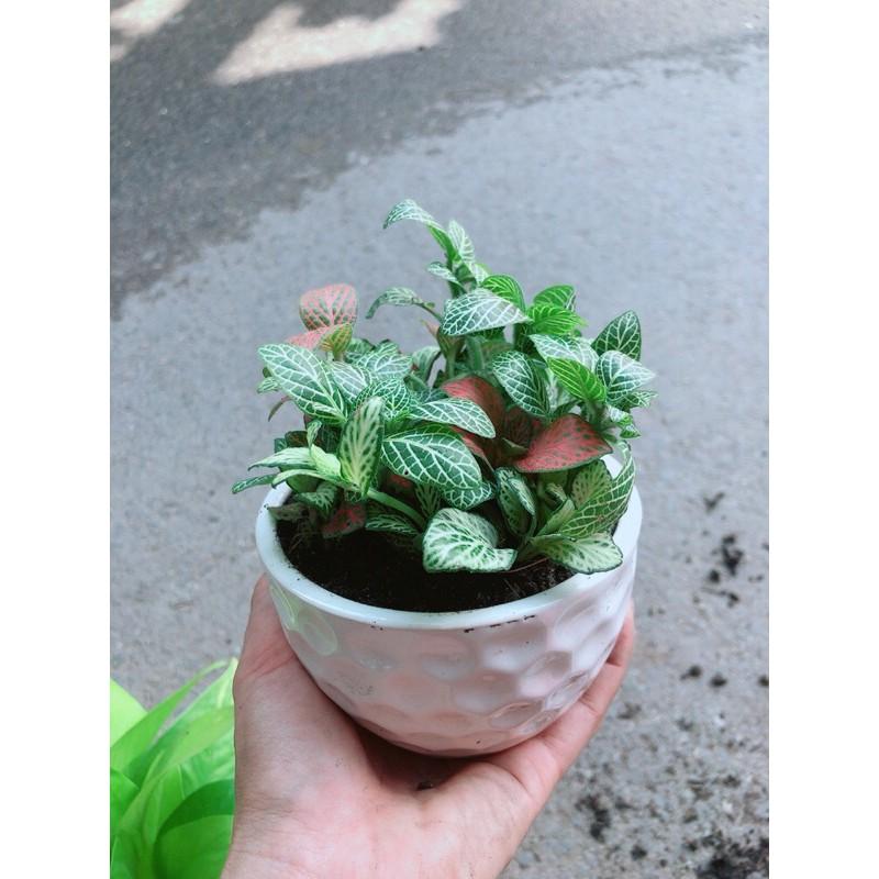 Chậu Cây Cẩm Nhung