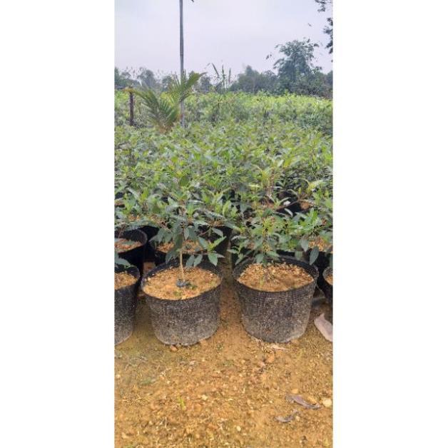 Sim tím cây sắp hoa