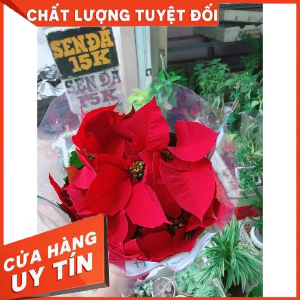 Trạng nguyên kèm chậu sứ trắng Nhiều Người Mua
