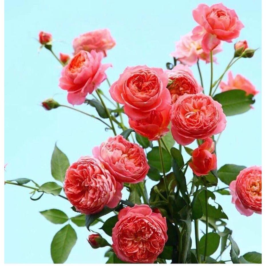 Cây hoa Hồng ngoại summer Fireworks cây nguyên bản