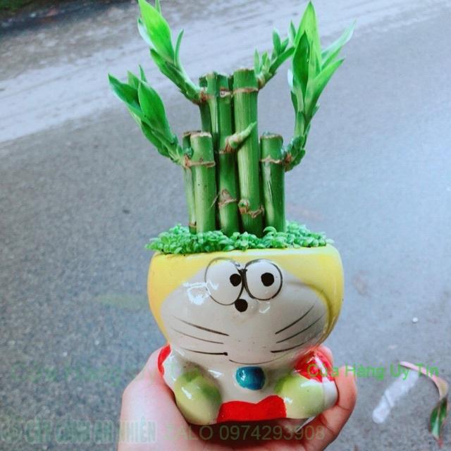 Chậu Trúc Phát Tài