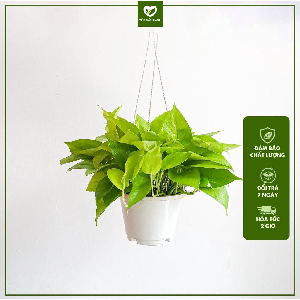 Cây Trầu Bà Vàng treo loại cây dễ chăm sóc