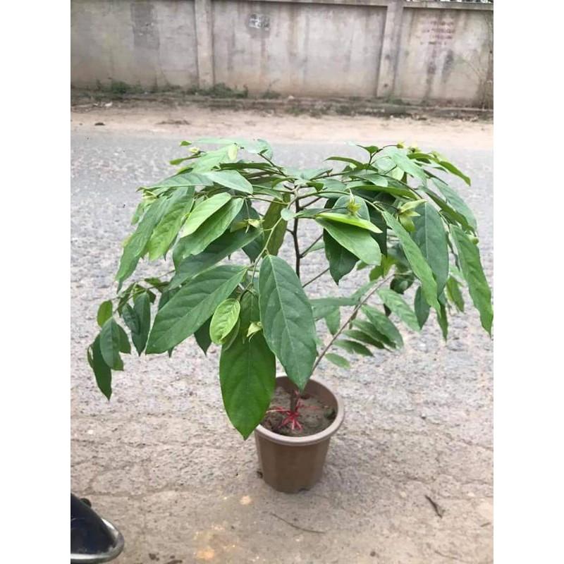 CÂY HOA DẺ SẴN HOA