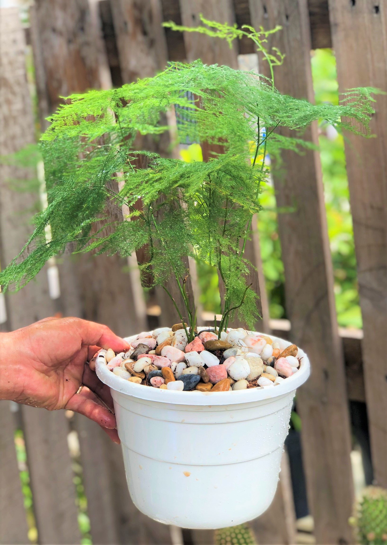 Chậu cây Thủy Tùng