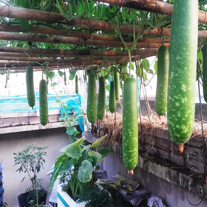 Hạt giống bầu sao lai F1 trồng quanh năm, trái bóng đẹp, chắc thịt, trái rất sai, năng suất cao