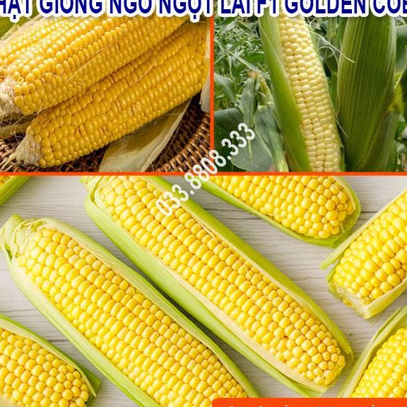 Hạt Giống Ngô Ngọt Lai F1 GOLDEN COB 500gram- Bắp Ngô To Đều Hạt
