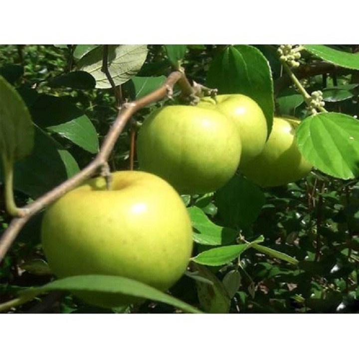 Cây Táo Xanh Giống Thái Siêu Trái. CHUẨN GIỐNG.