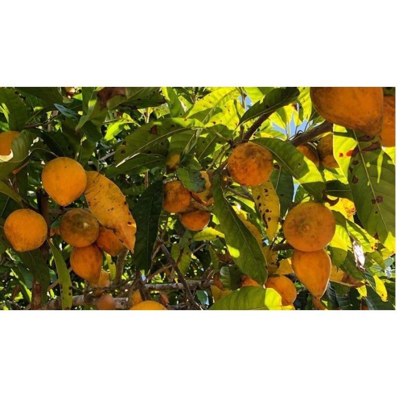 Combo 2 cây trứng gà  giống