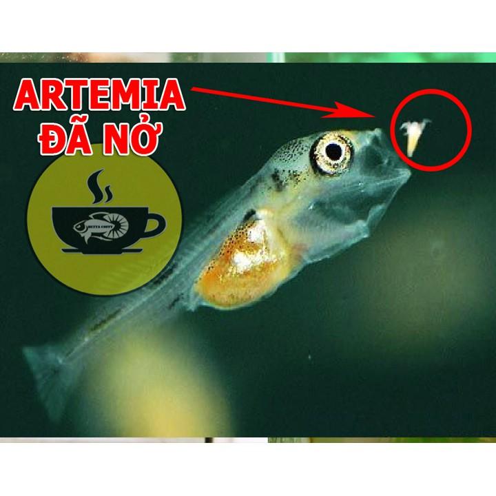 Bộ ấp Artemia Tặng 2 ống trữ Artemia BETTA COFFY ️