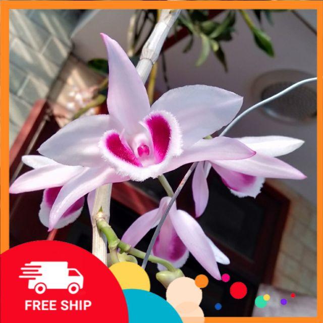 Hoa phong lan, phi điệp phú thọ mắt đỏ cây đẹp, cam kết chất lượng
